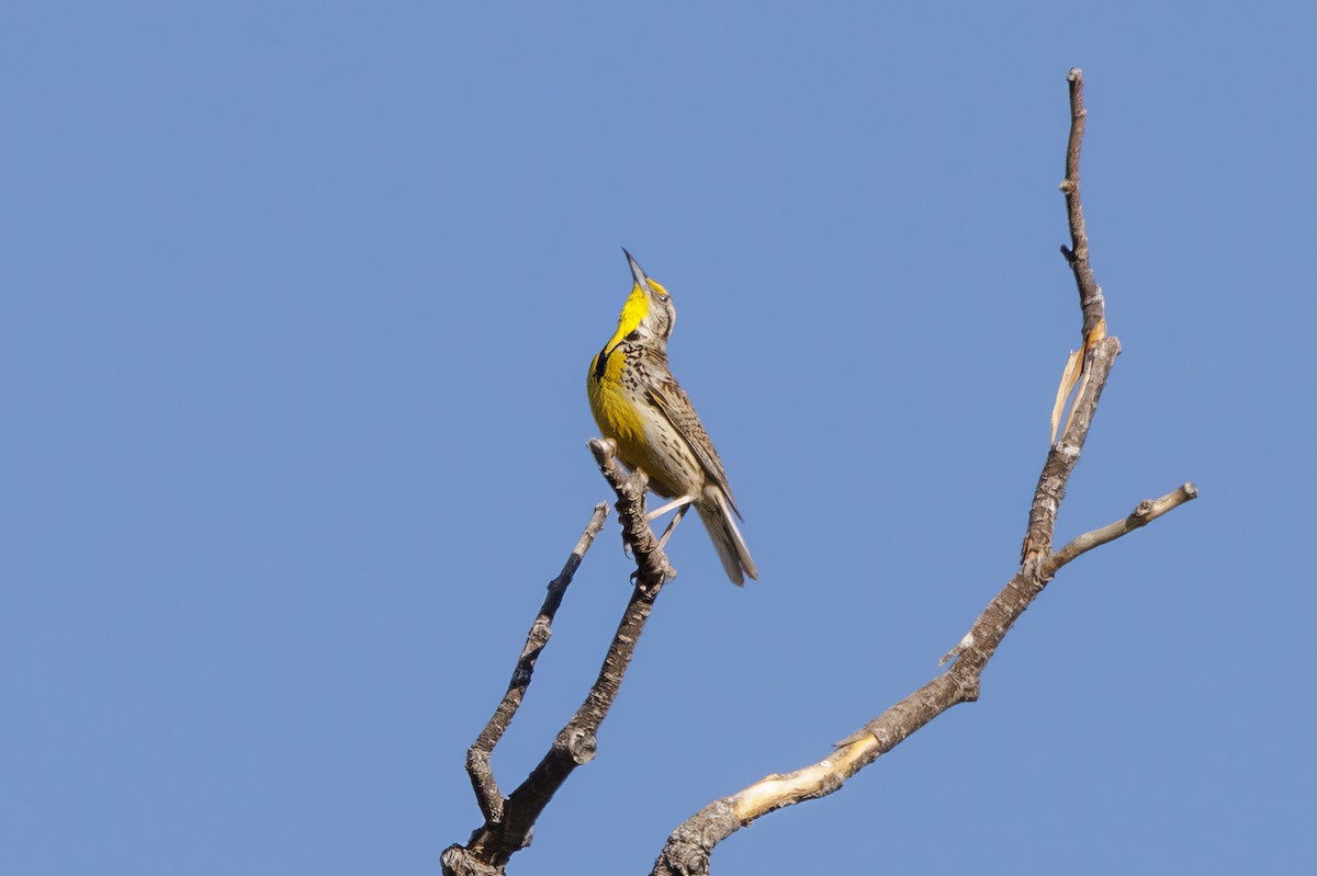 Western Meadowlark - ML620572258