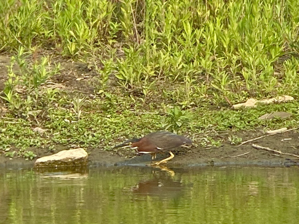 Green Heron - ML620572263