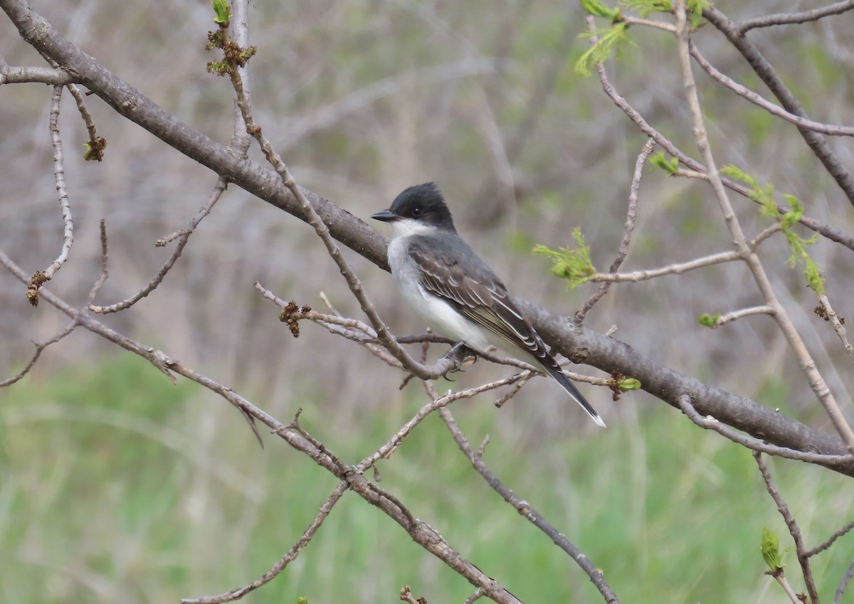 Eastern Kingbird - ML620572264