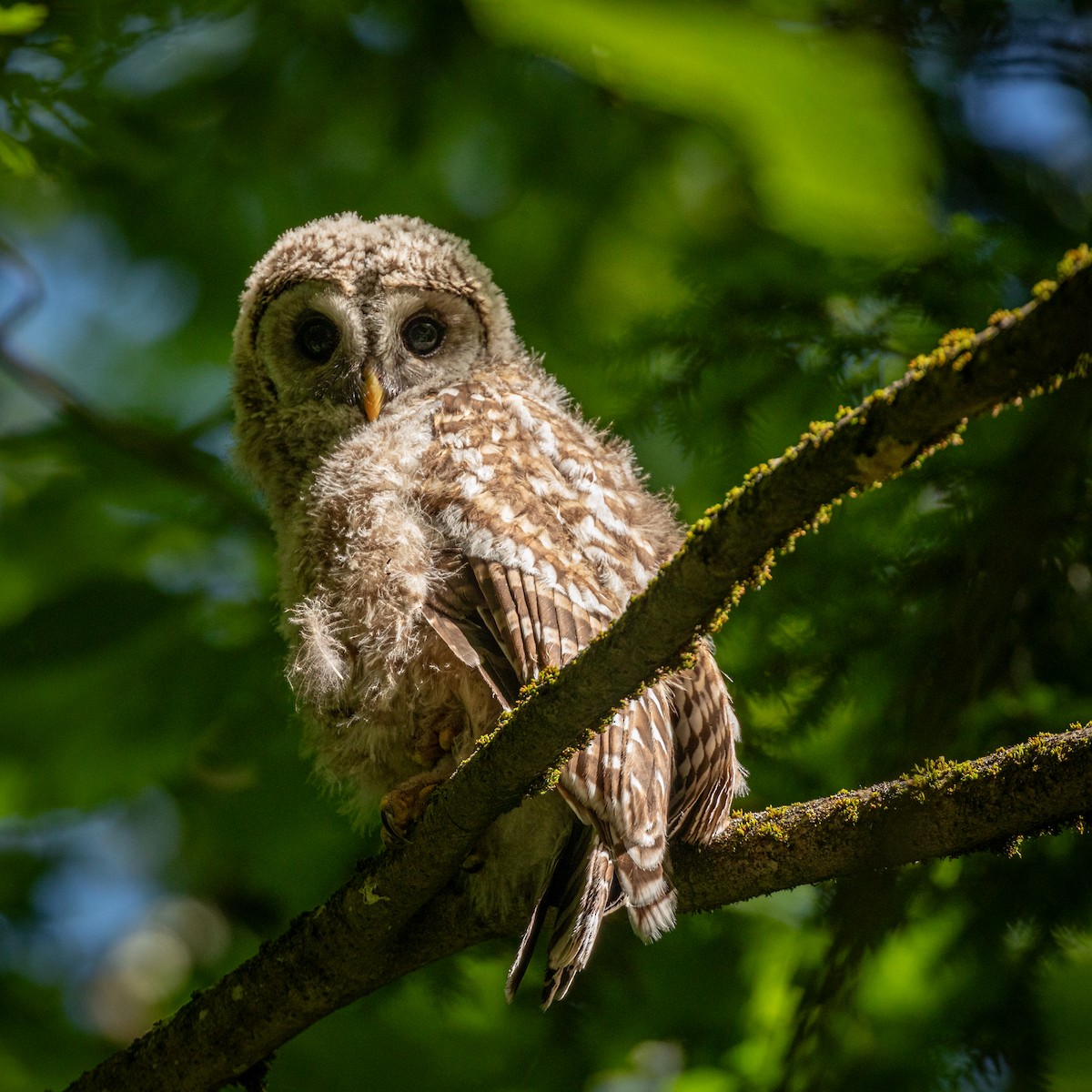 Barred Owl - ML620572266