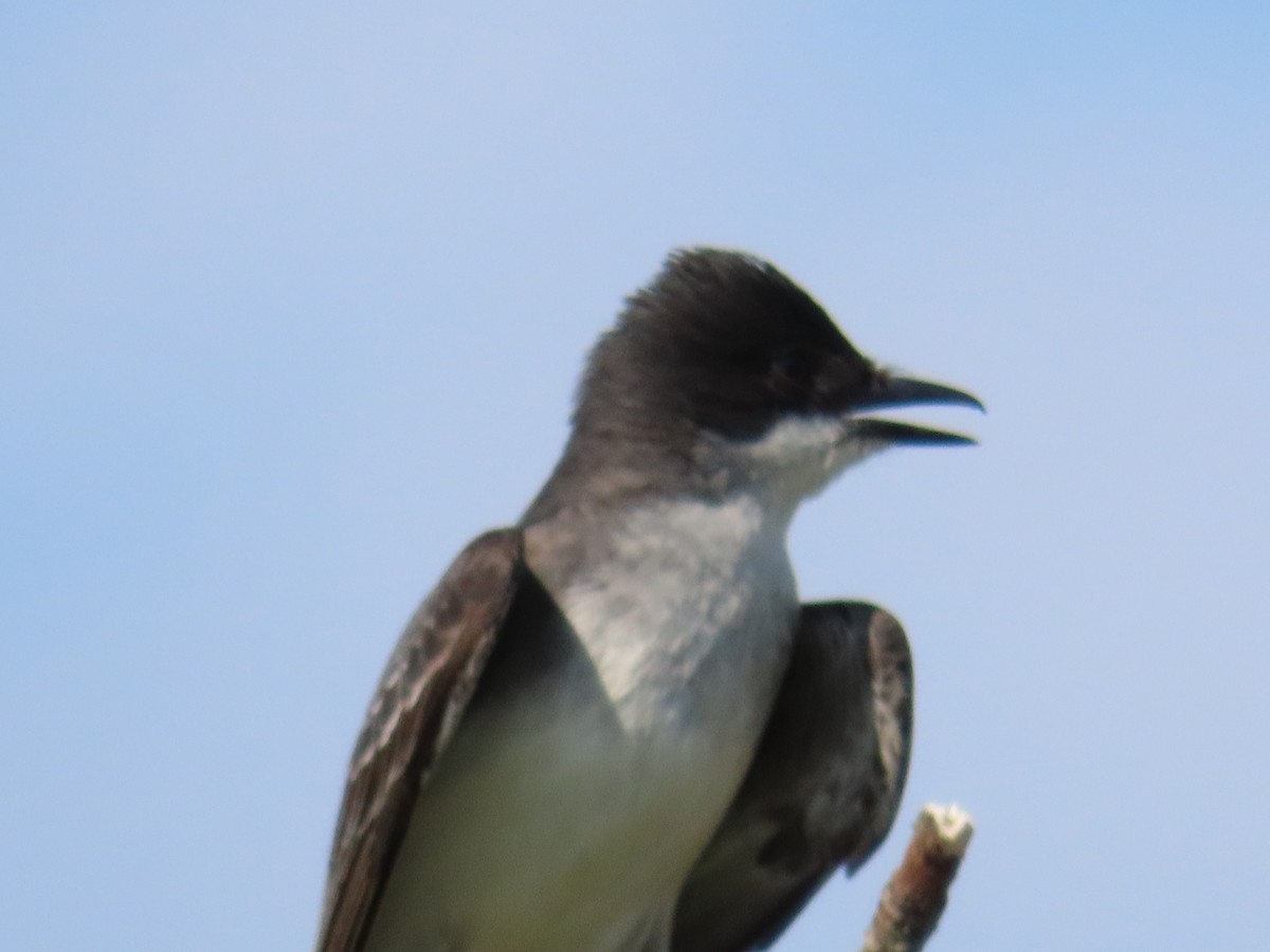 Eastern Kingbird - ML620572273