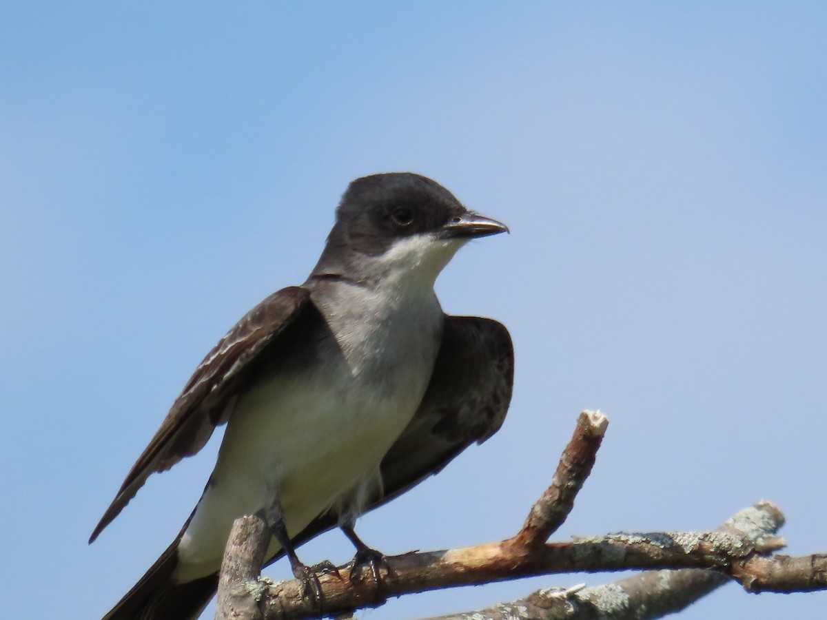 Eastern Kingbird - ML620572276