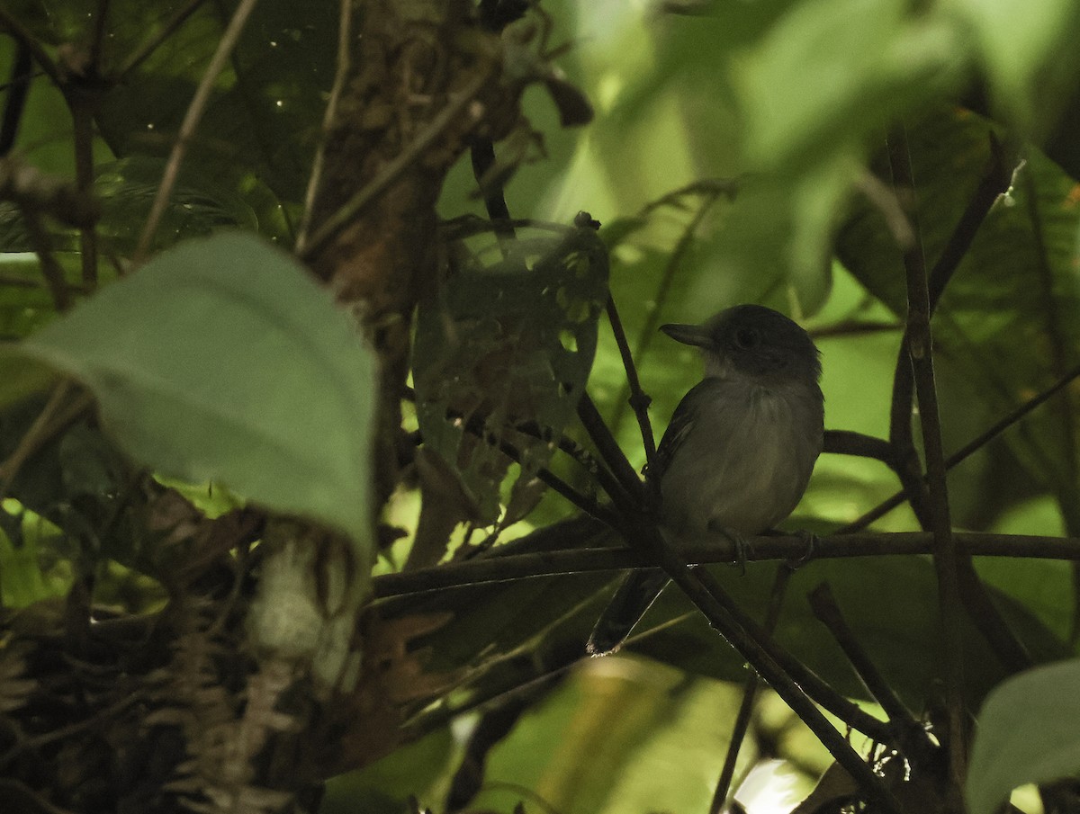 Mouse-colored Antshrike - ML620572297