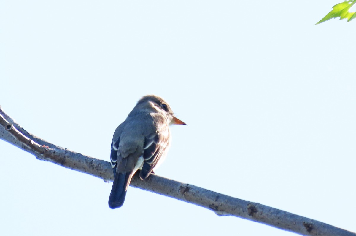 Eastern Wood-Pewee - ML620572312