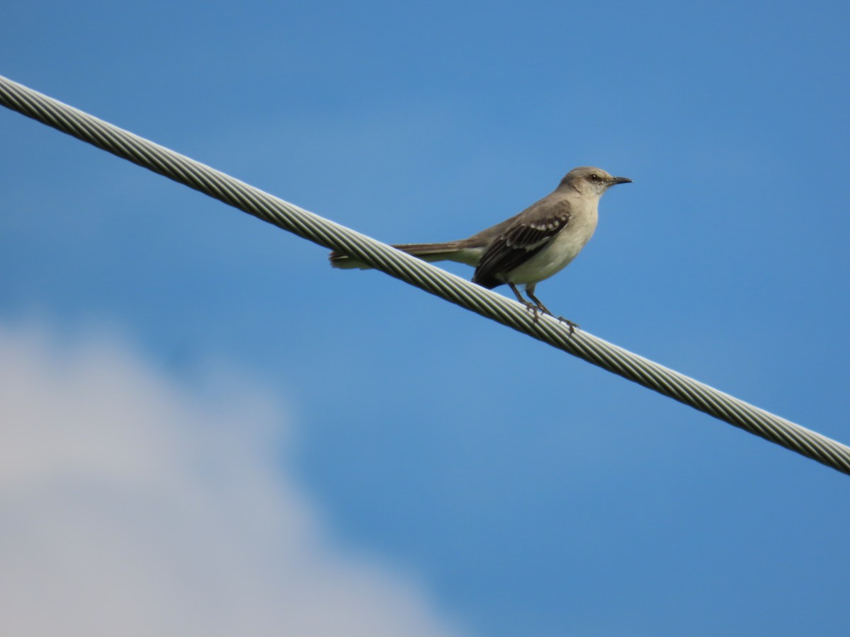 Northern Mockingbird - ML620572323