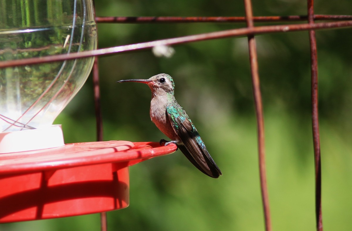 Broad-billed Hummingbird - ML620572334
