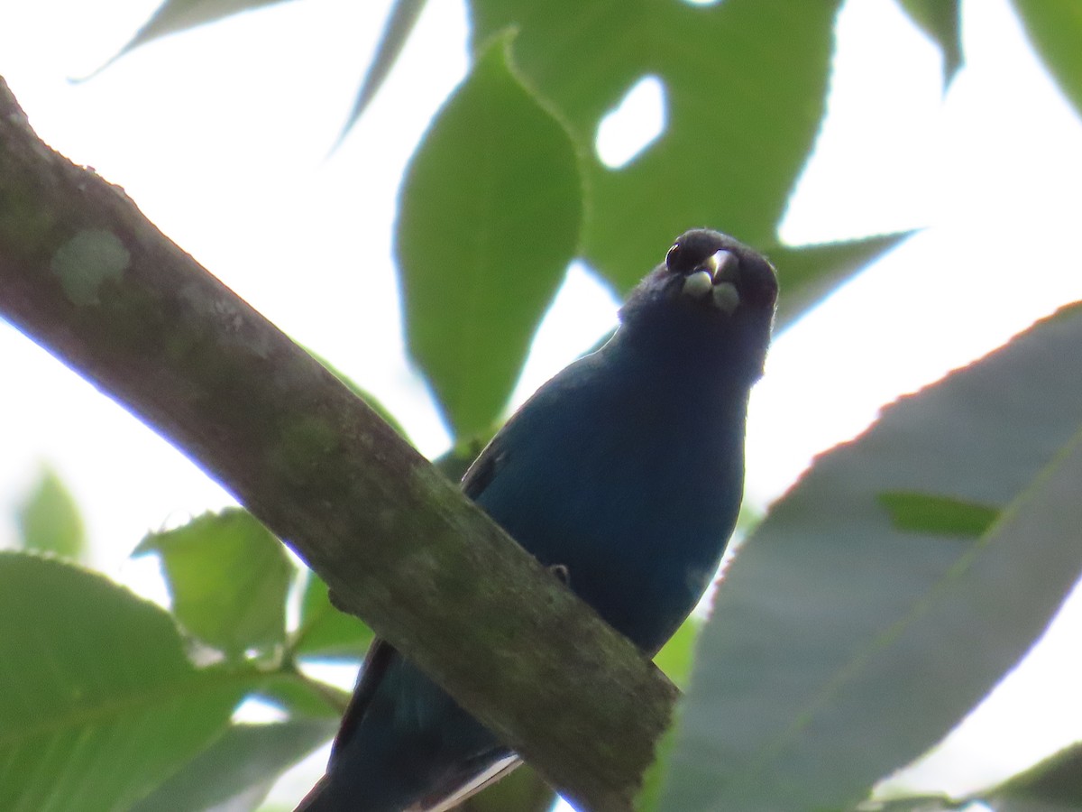 Indigo Bunting - ML620572335