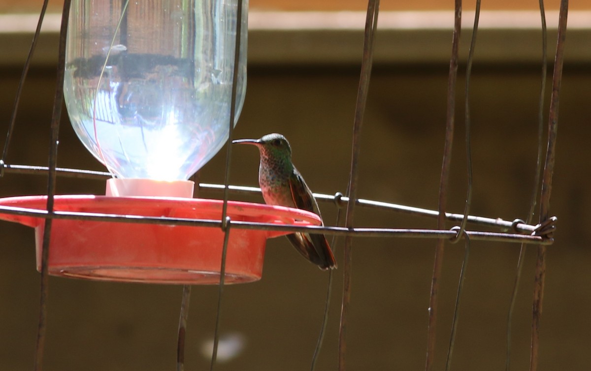 Berylline Hummingbird - ML620572340