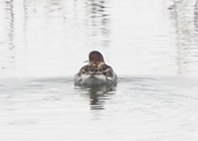 Red-necked Phalarope - ML620572346