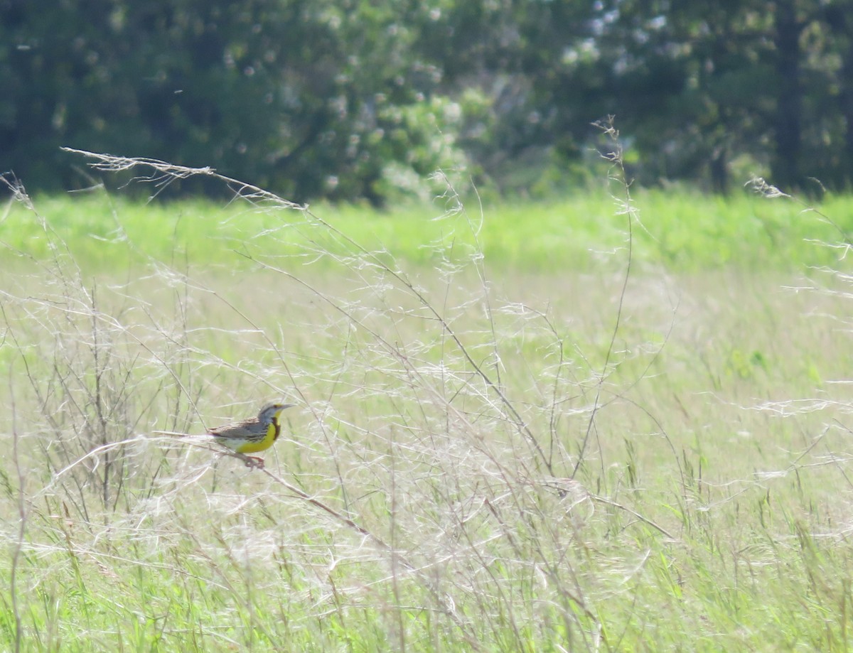 Western Meadowlark - ML620572353