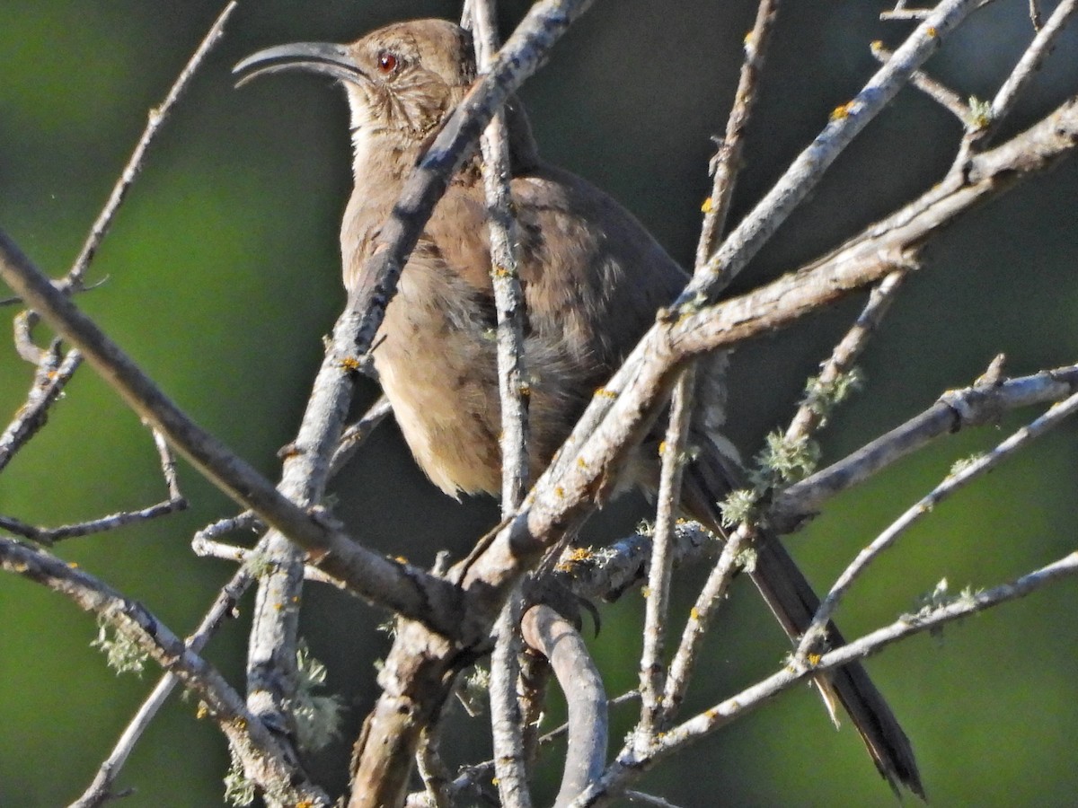 California Thrasher - ML620572355