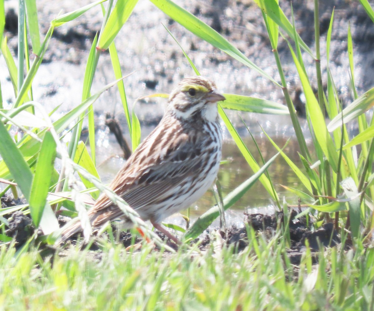 Savannah Sparrow - ML620572359
