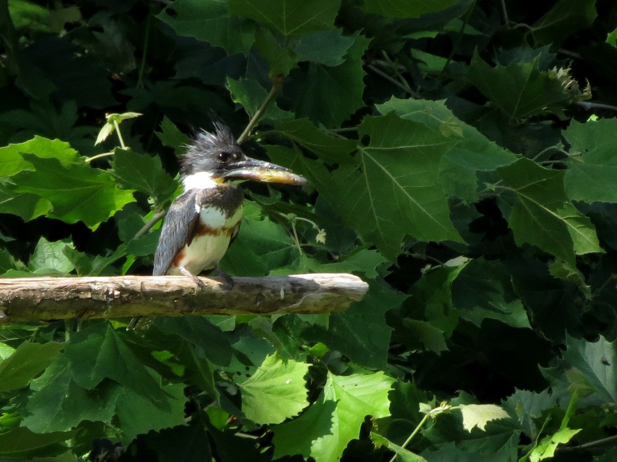 Belted Kingfisher - ML620572379