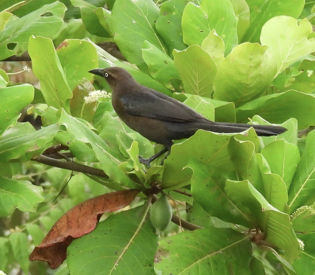 Great-tailed Grackle - ML620572380