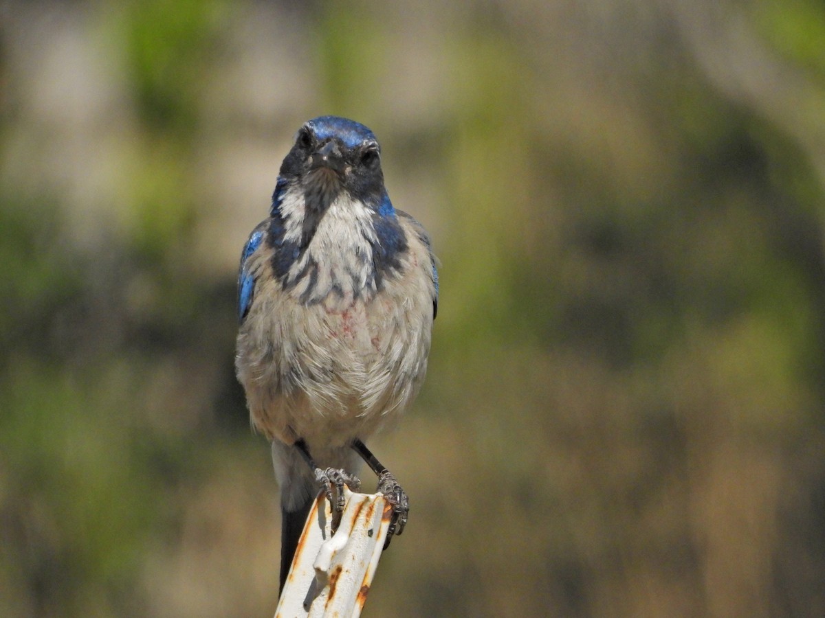 California Scrub-Jay - Forest Chapman