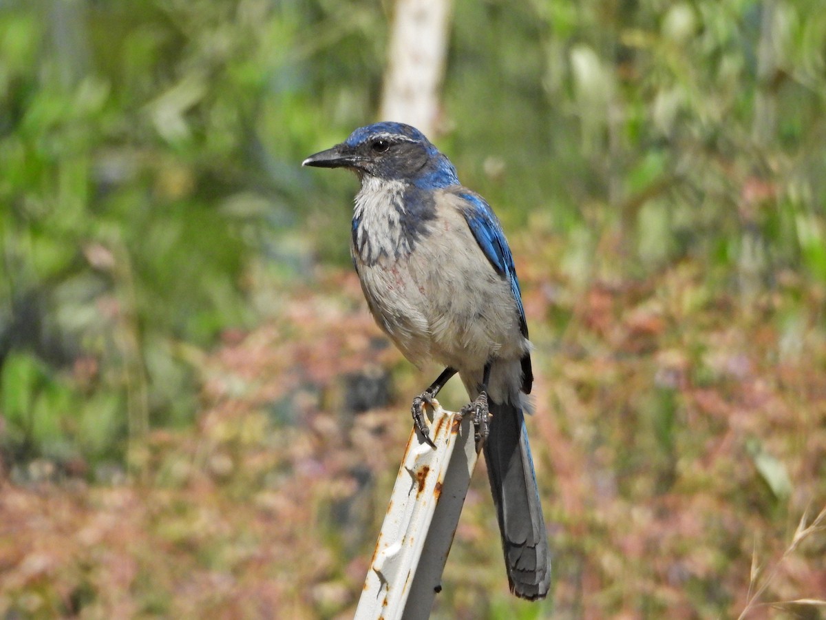 California Scrub-Jay - ML620572382