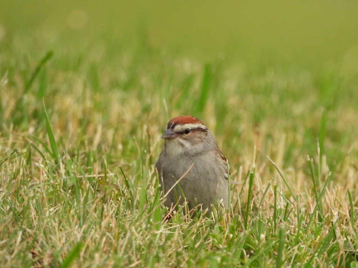 Chipping Sparrow - Germain Savard