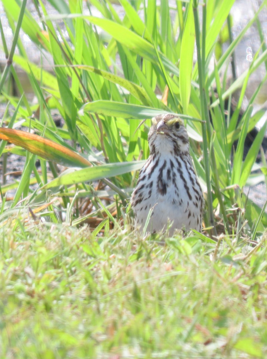 Savannah Sparrow - ML620572390