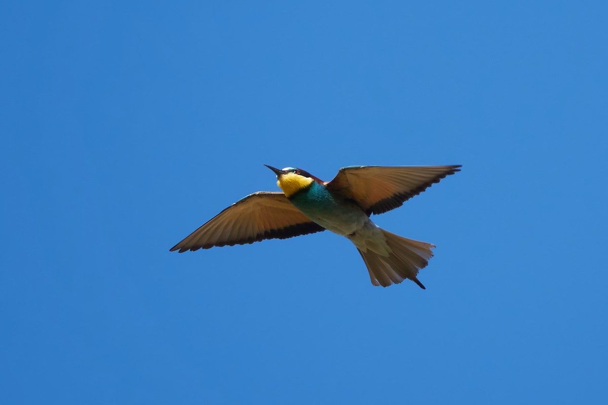 European Bee-eater - ML620572416