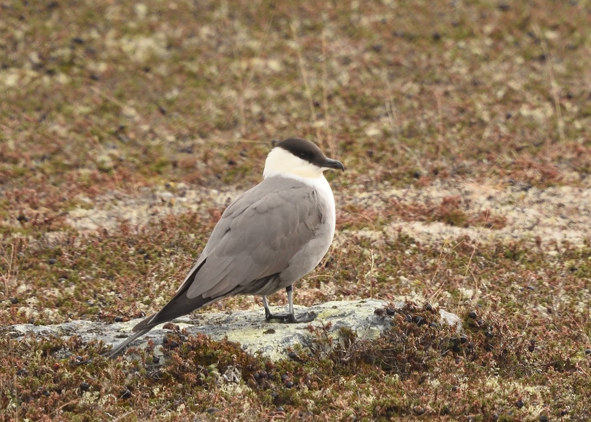 Long-tailed Jaeger - ML620572419
