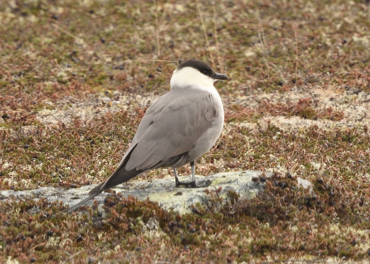 Long-tailed Jaeger - ML620572420