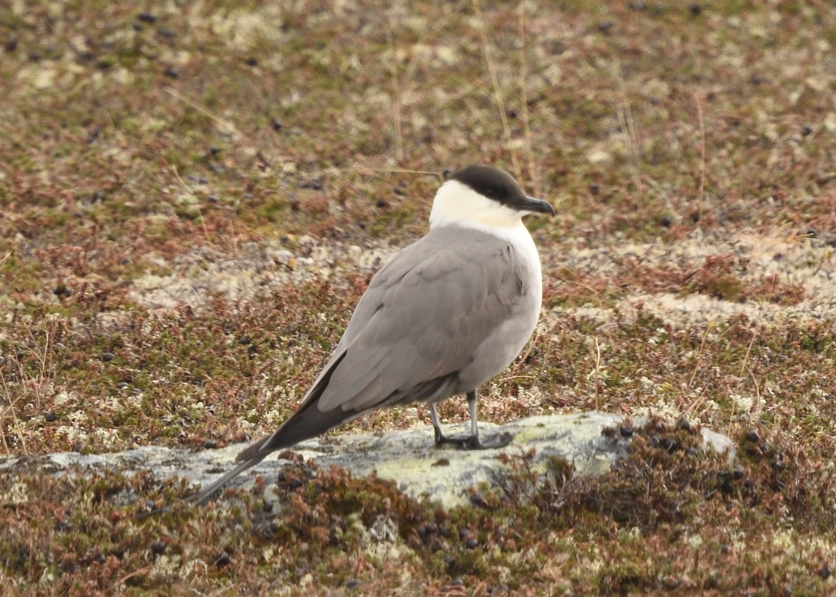 Long-tailed Jaeger - ML620572421