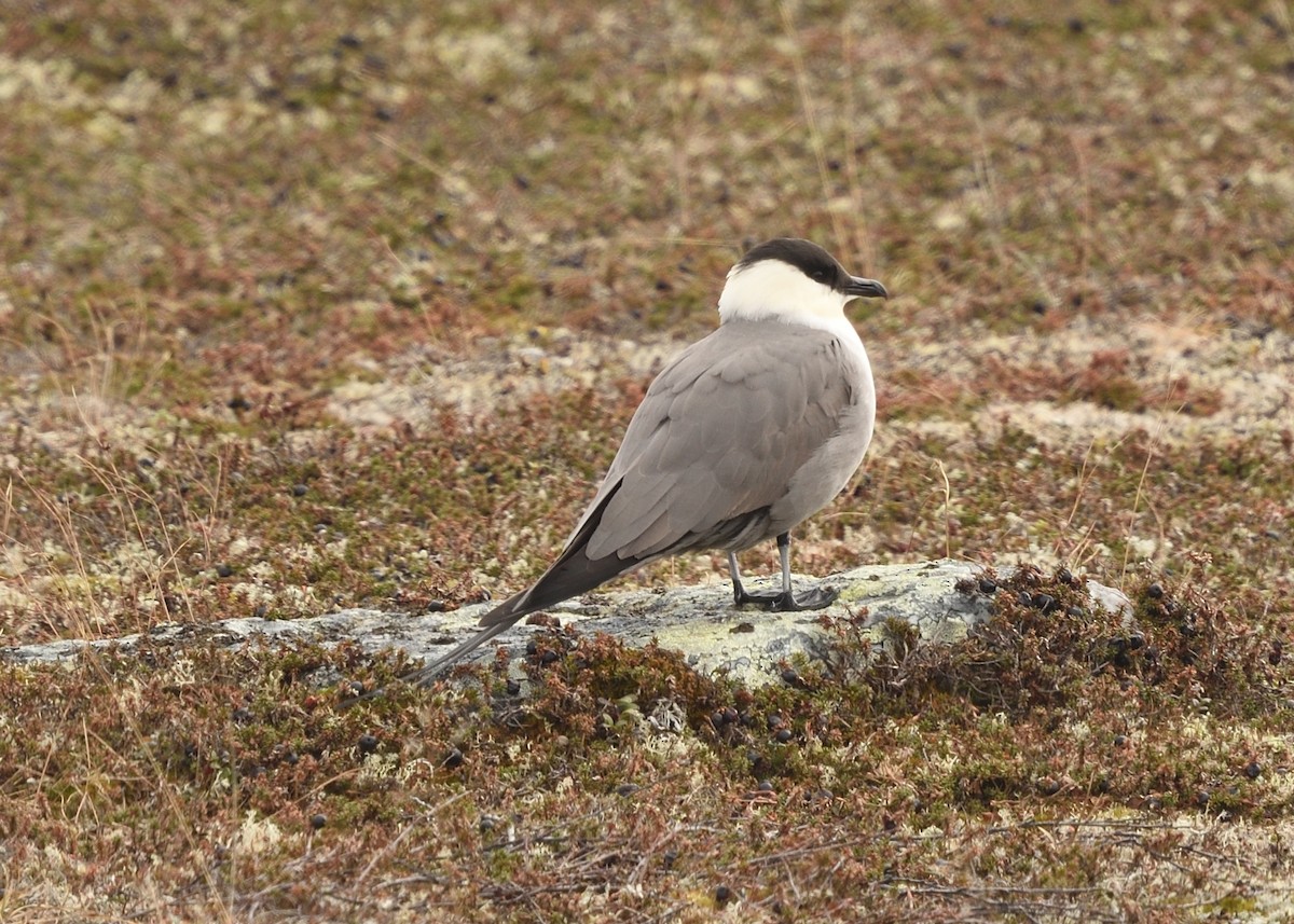 Long-tailed Jaeger - ML620572422