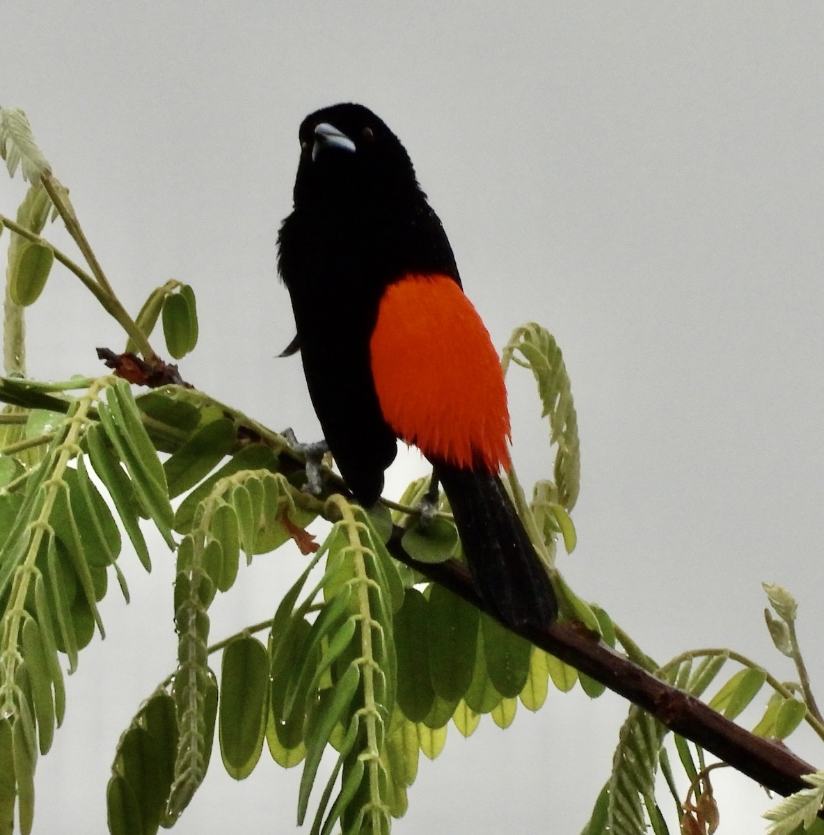 Scarlet-rumped Tanager - ML620572427