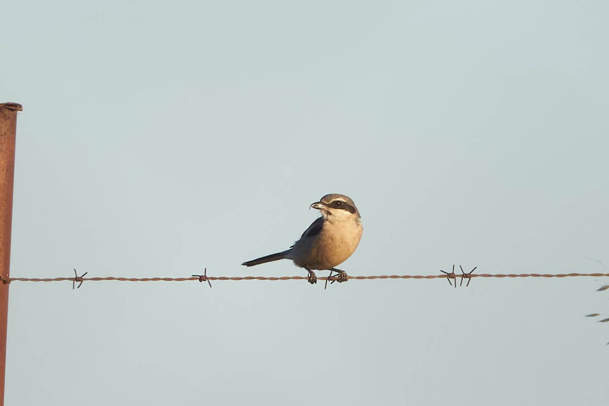 Iberian Gray Shrike - ML620572433