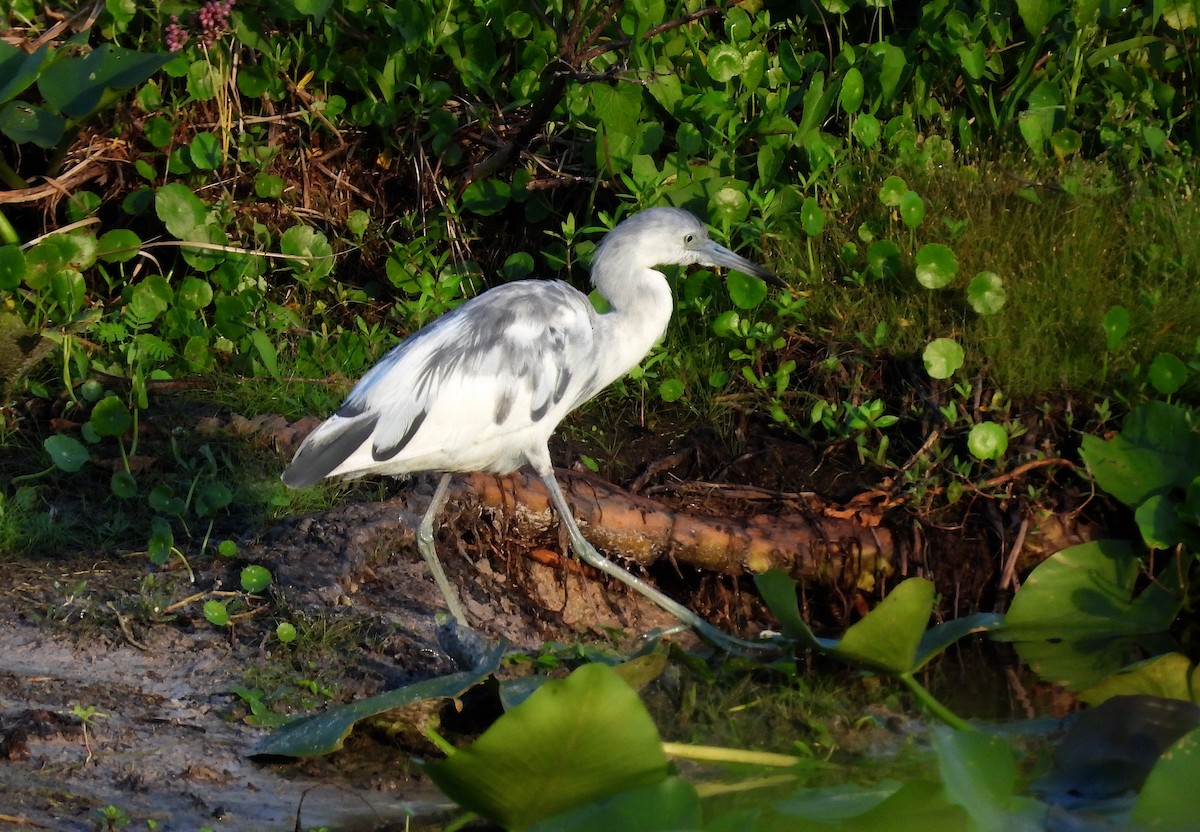 Little Blue Heron - ML620572434