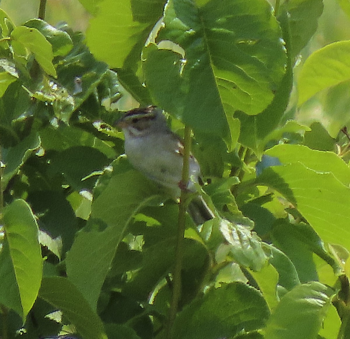 Clay-colored Sparrow - Donald Slick