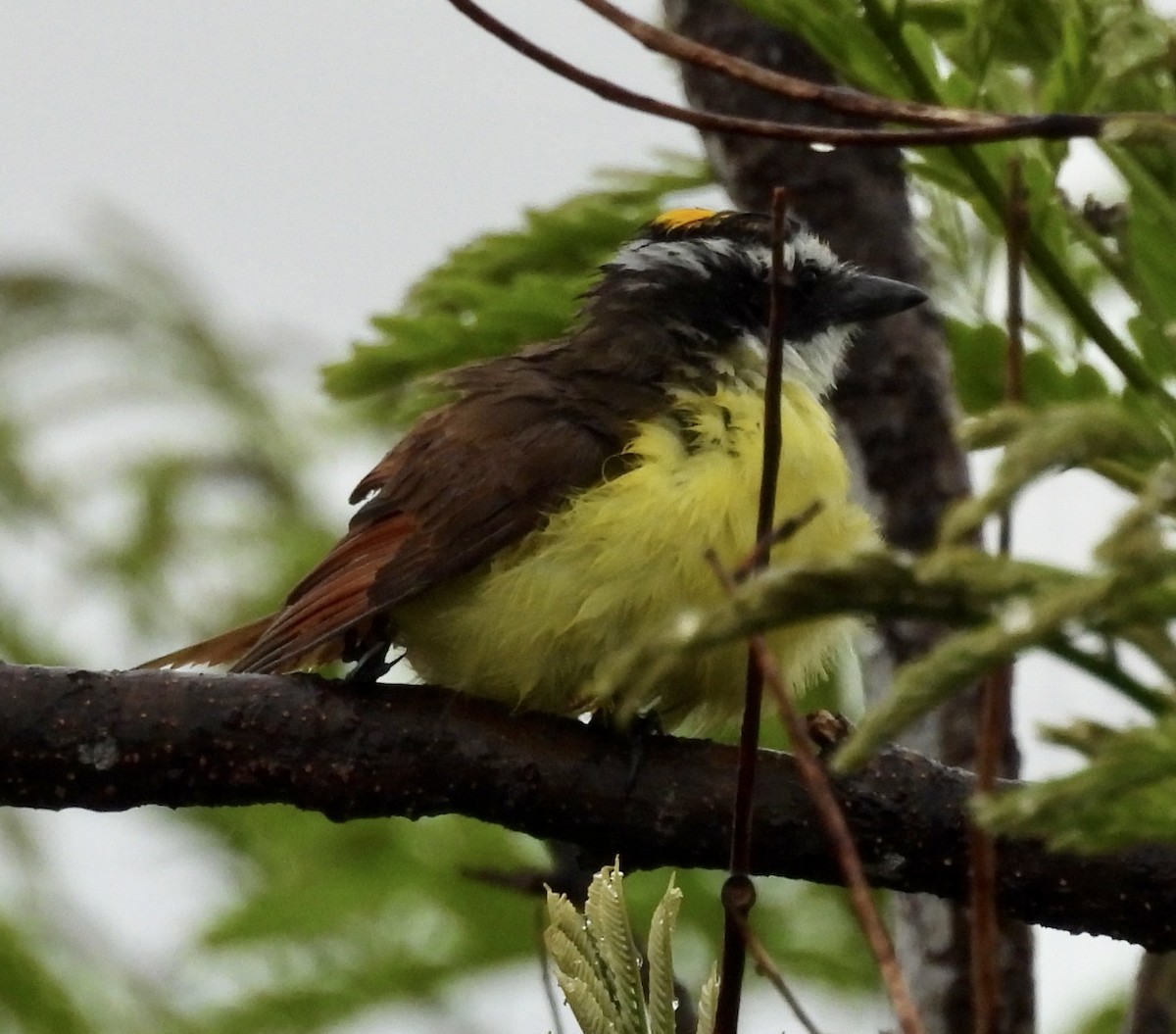 Great Kiskadee - ML620572449