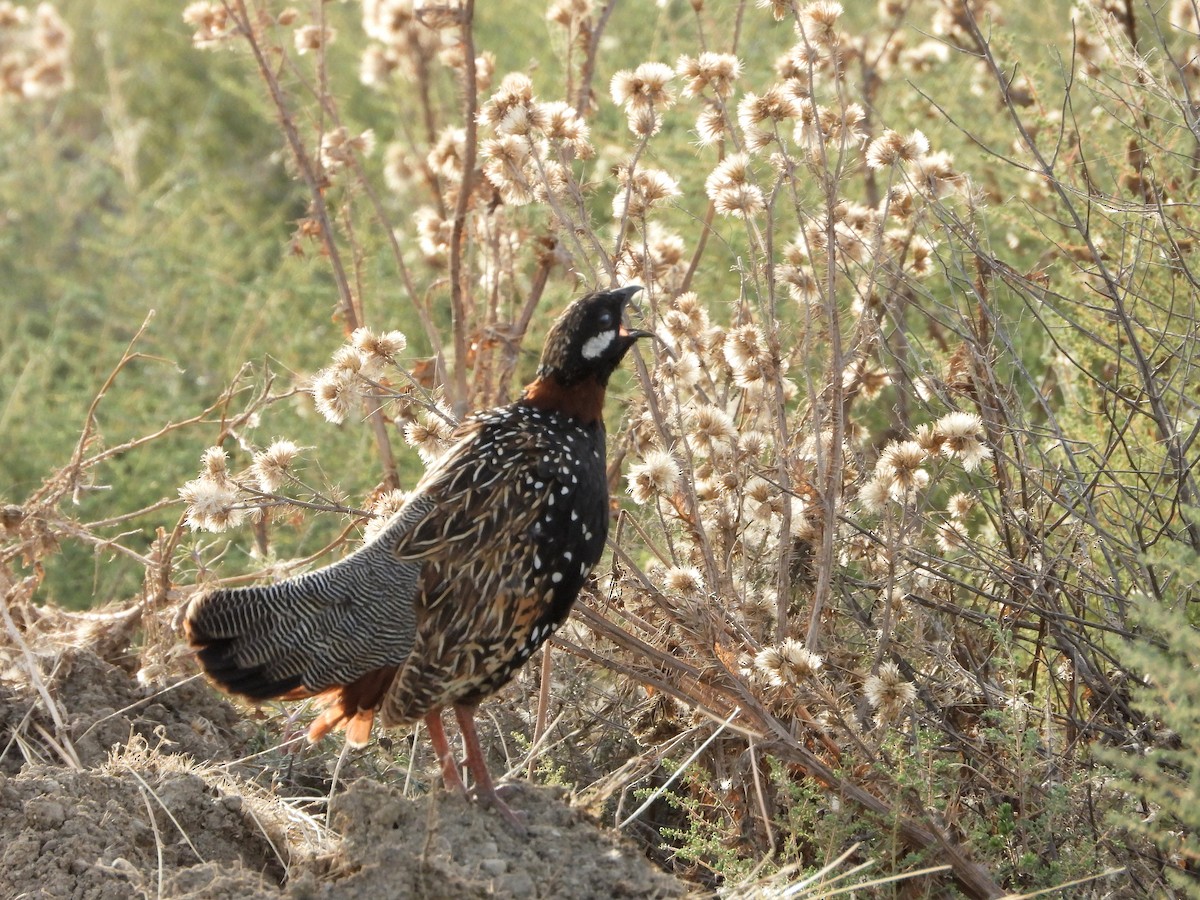 Black Francolin - ML620572450