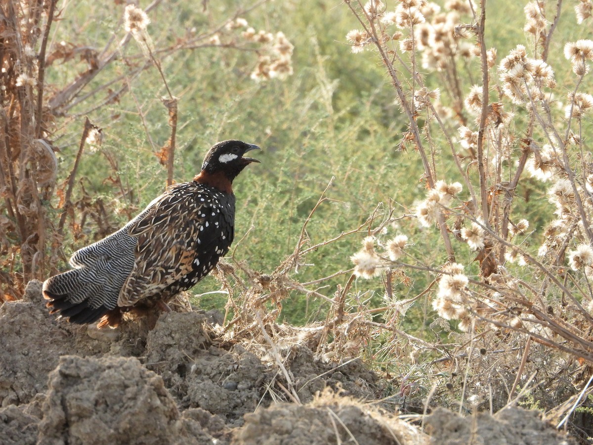 Black Francolin - ML620572462