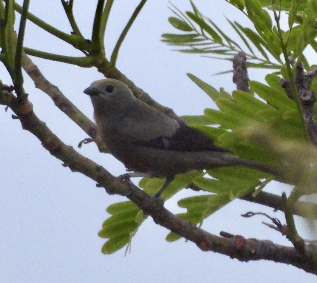 Palm Tanager - ML620572468