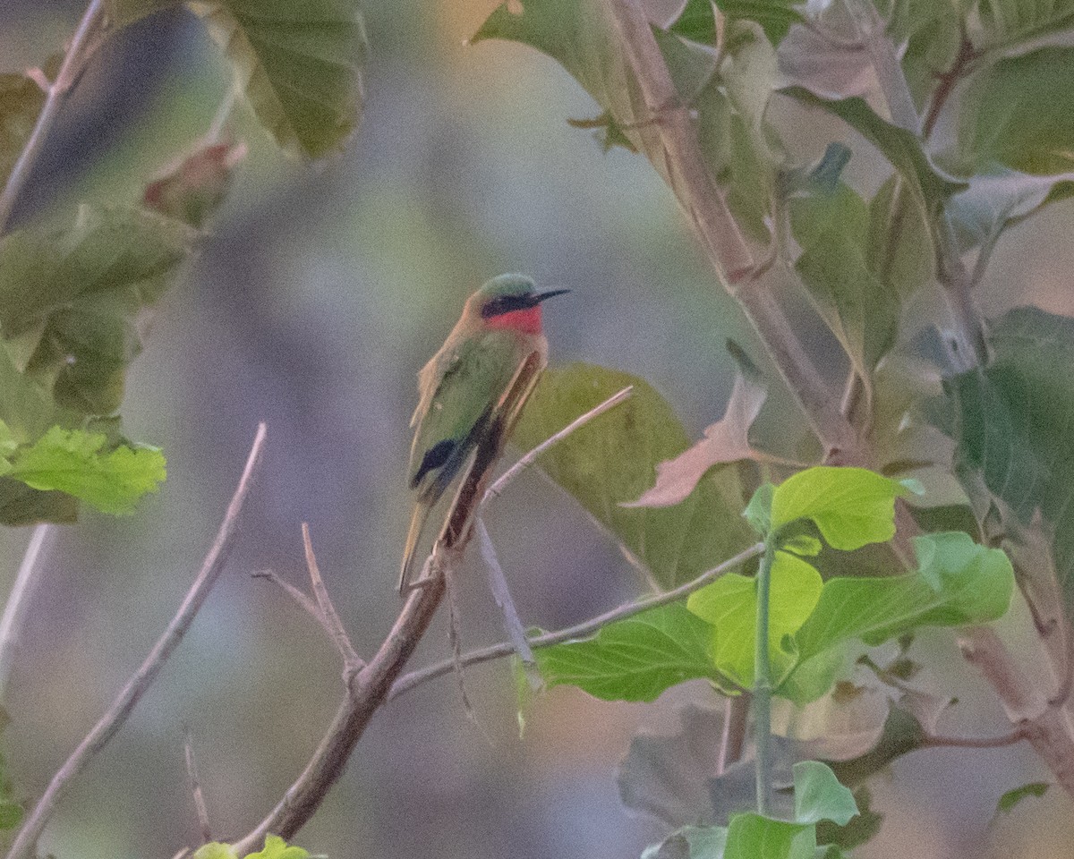 Red-throated Bee-eater - ML620572486