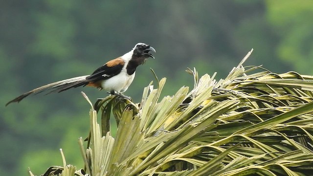 White-bellied Treepie - ML620572498