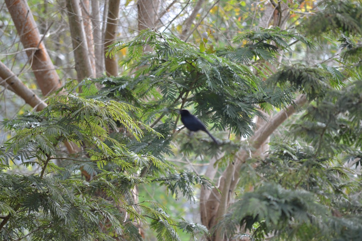 White-lined Tanager - ML620572504