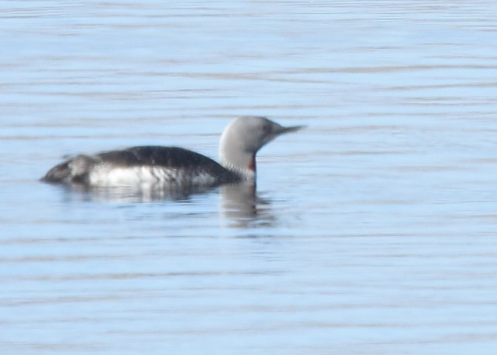 Red-throated Loon - ML620572525