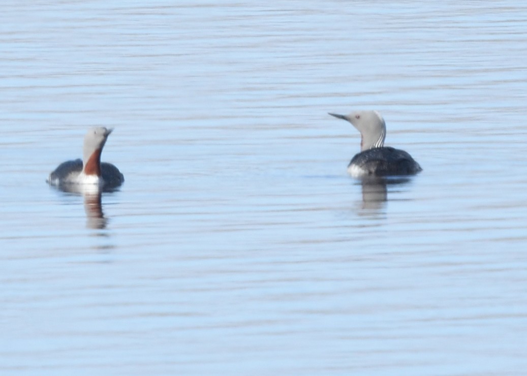Red-throated Loon - ML620572526