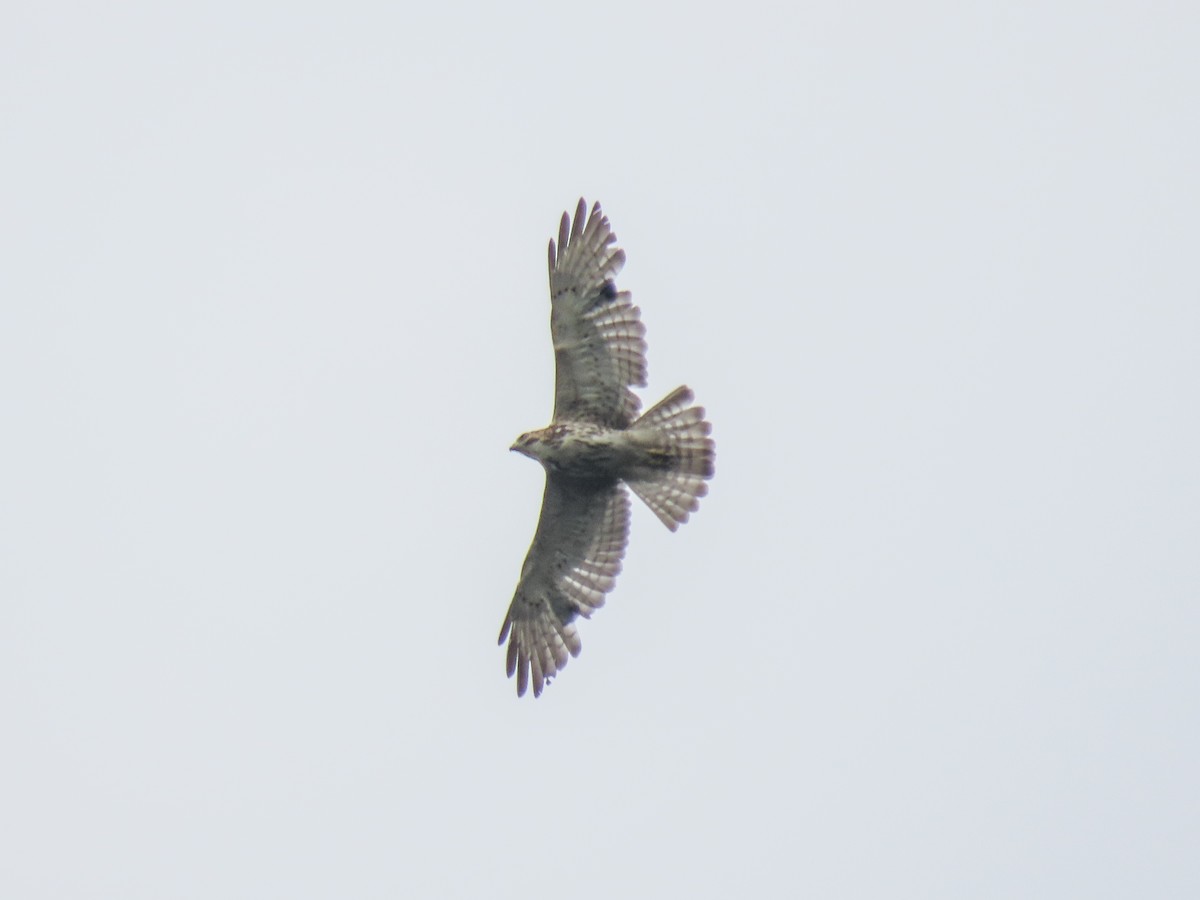 Swainson's Hawk - ML620572533