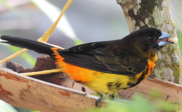 Flame-rumped Tanager - ML620572540