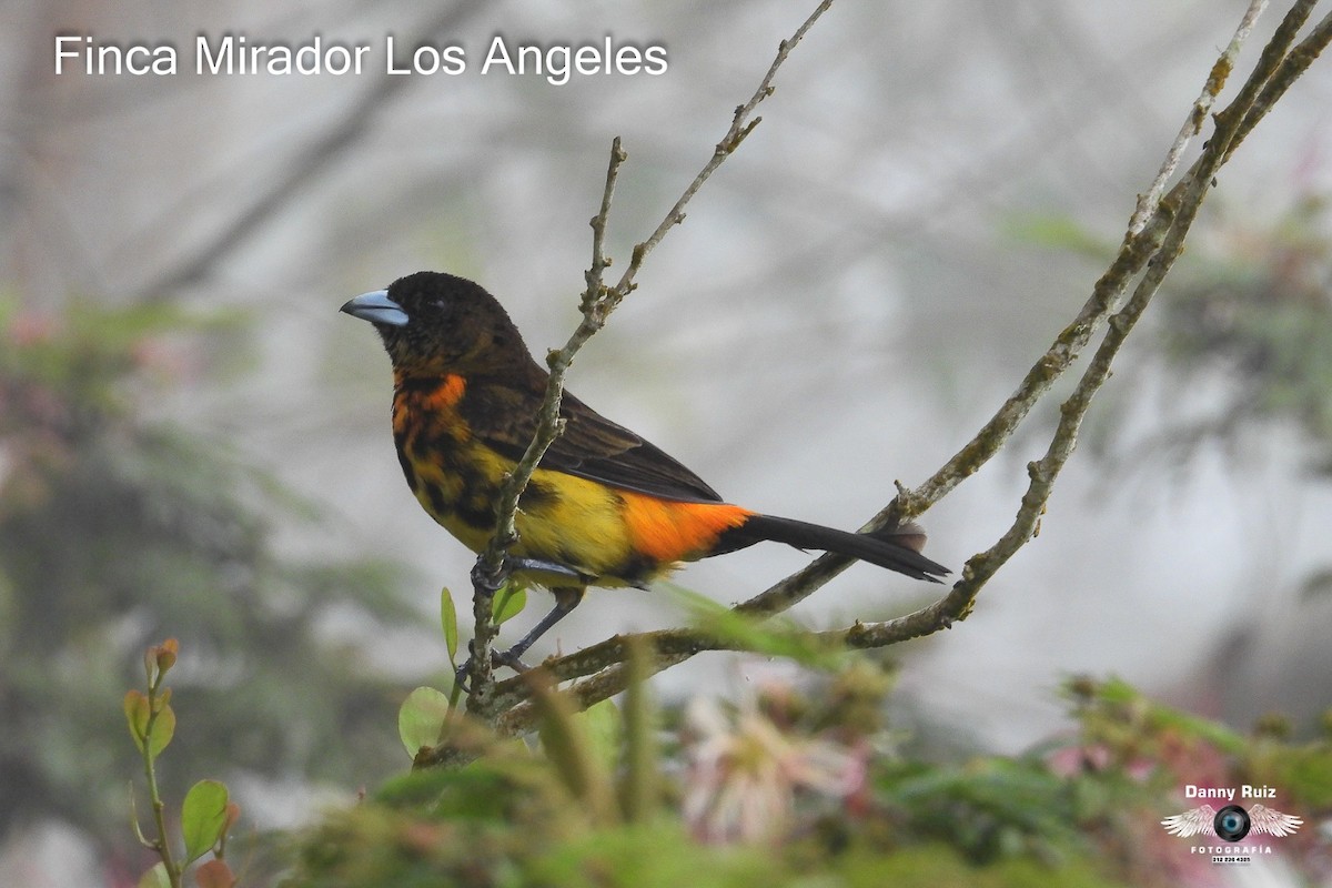 Flame-rumped Tanager - ML620572541