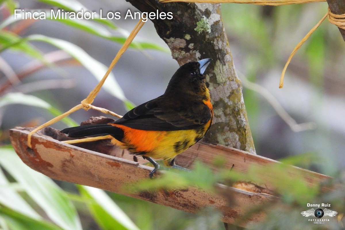 Flame-rumped Tanager - ML620572542