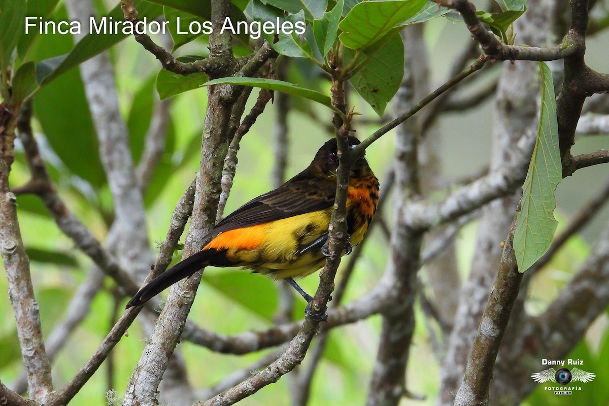 Flame-rumped Tanager - ML620572543