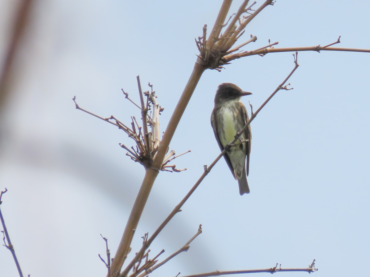 Olive-sided Flycatcher - Carlos Funes