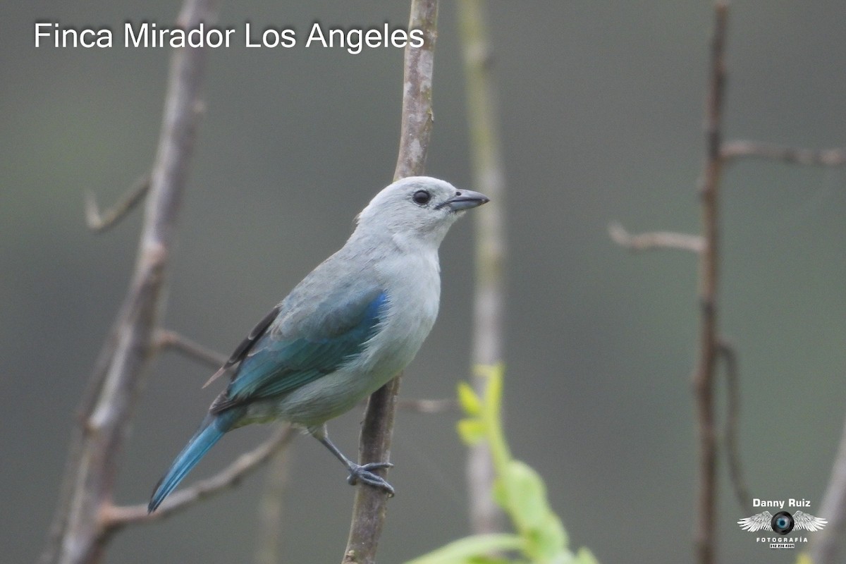 Blue-gray Tanager - ML620572568