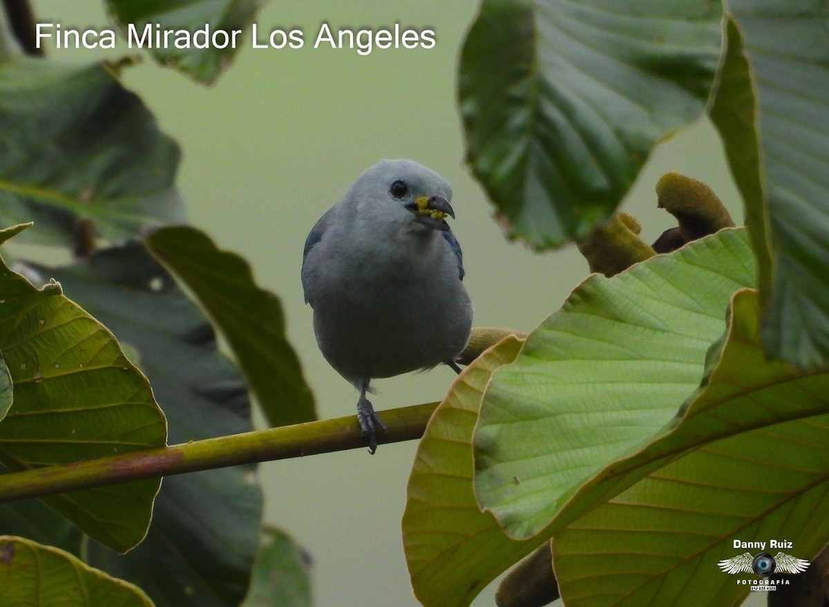 Blue-gray Tanager - ML620572569