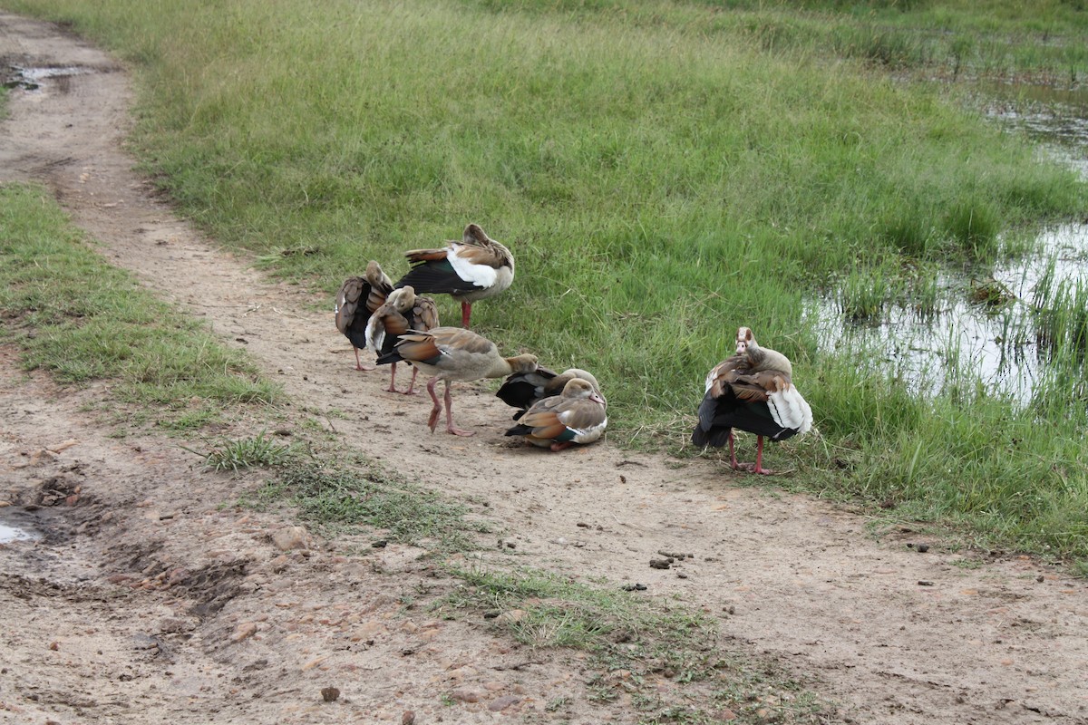 Nilgans - ML620572588