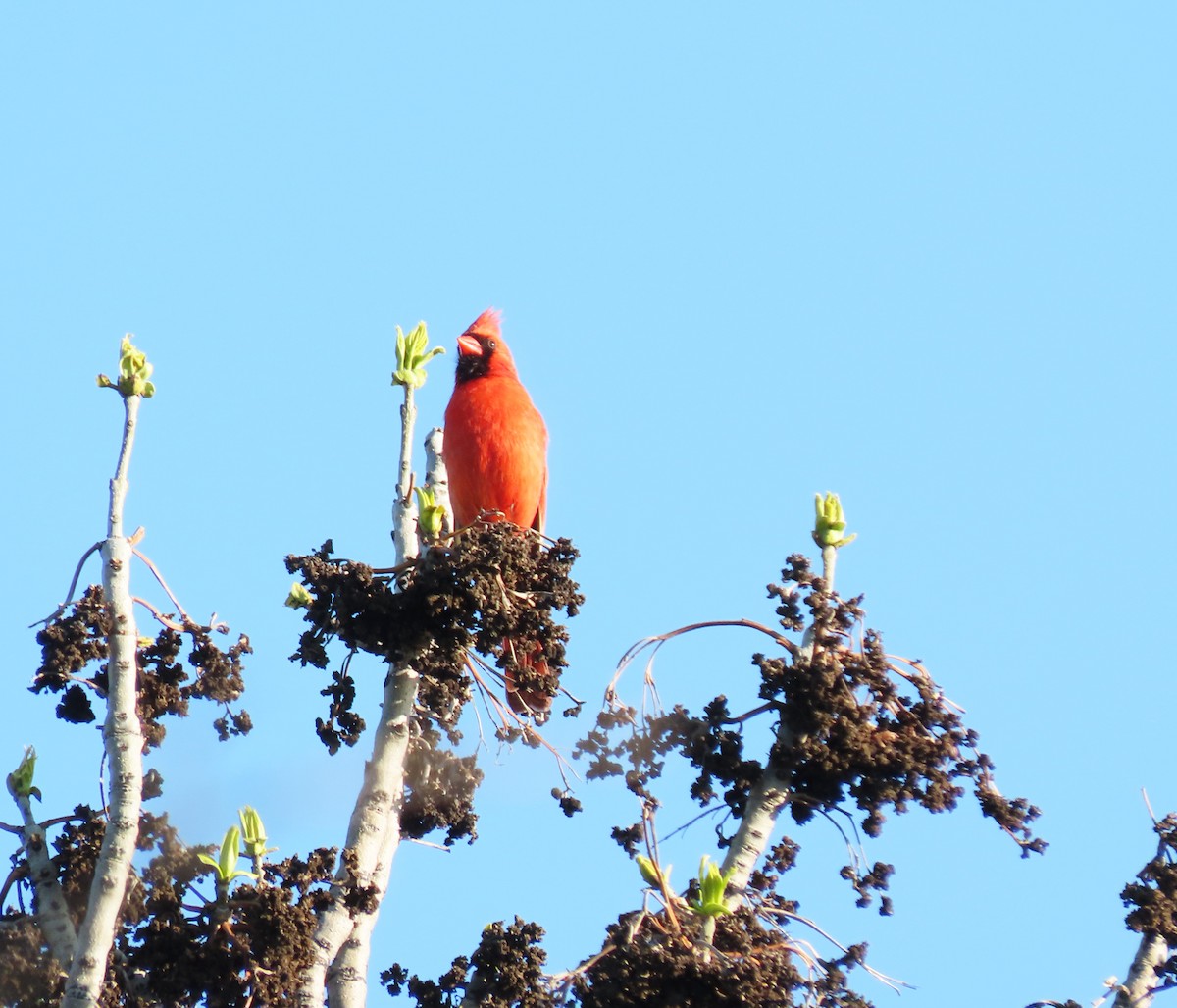 Northern Cardinal - ML620572593